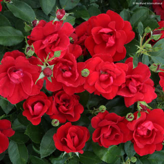 Rosier rouge　 Rosier paysager Street Colors Moulin Rouge Meitralight Pot