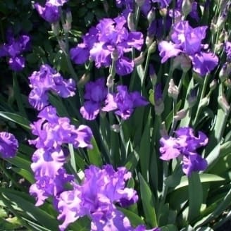 Iris des jardins glacier blanc