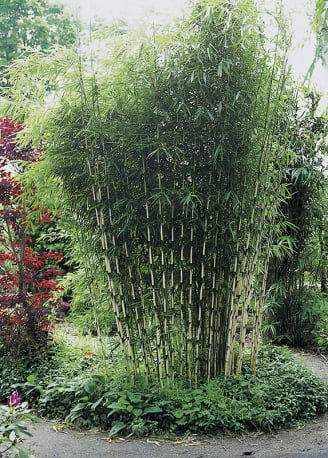 Bambou - Jardiland