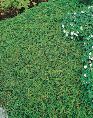 Genévrier commun 'Green Carpet'