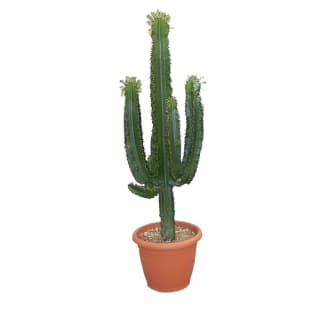 Plante d'intérieur Cactus assortis – Jardinerie Fortier