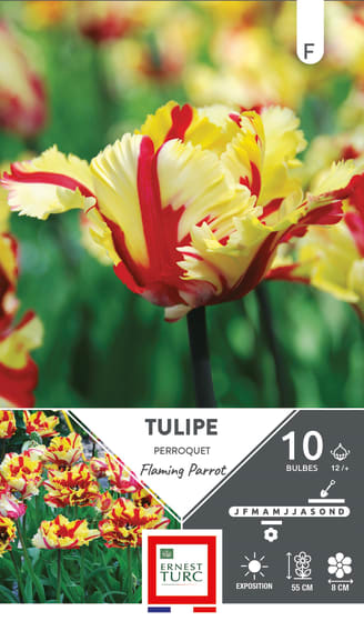 Tulipe Fleur De Lis Claudia Bulbe Calibre 12+ (par 10