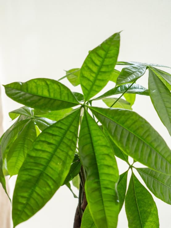 Kokedama - Pachira- La Green Touch - Jardiland