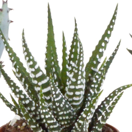 Coffret Gasteria, Haworthia et ses caches-pots terracotta - Lot de 5 ...
