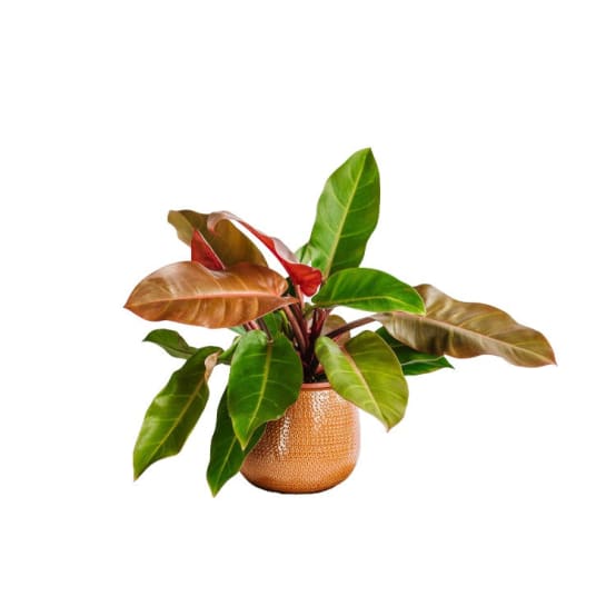 Philodendron Prince of Orange 45cm - Plante d'intérieur- La Green