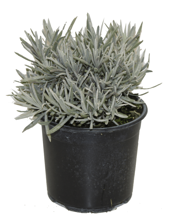 Lavande Bio Culinaire Fleurs De Lavande Bio Aromandise 40g - Culinaires Et Comestibles - Saveur Provence Ingrédient Biologique