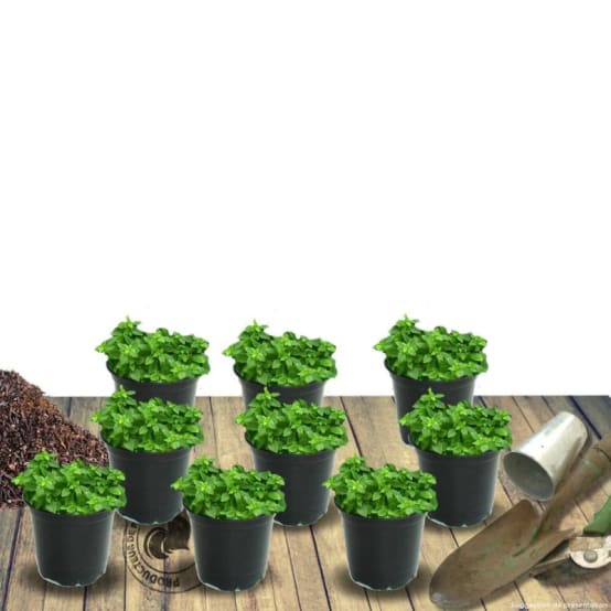 3000pcs Sachet Thym Serpolet Couleurs Mélangées, Graines De