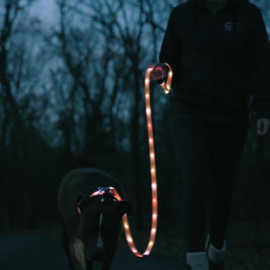 TENXSNUG Collier Lumineux Chien Rechargeable Type-C, Collier LED Chien