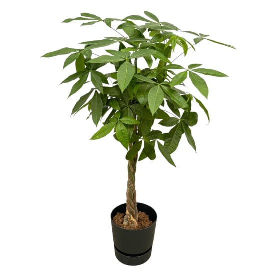 Pachira Aquatica et son pot- La Green Touch Noir + Reservoir - Hauteur ...