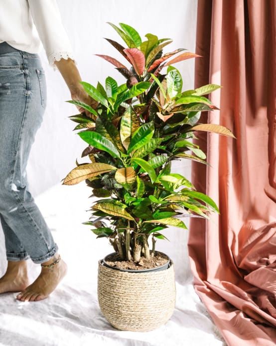 Codiaeum croton Iceton 120cm Plante d'intérieur La Green Touch