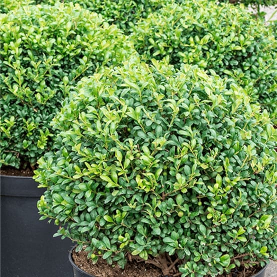 Ilex Crenata Convexa 10x - Buchsbaum Ersatz Winterhart Immergrün