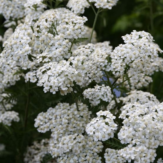Achillée millefeuille Schneetaler Godet de 9cm - Jardiland