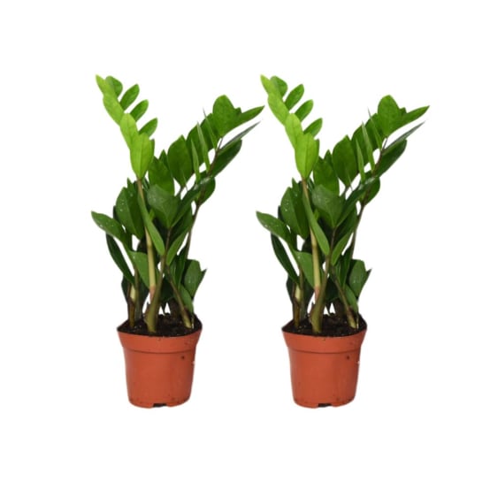 Box - Duo de Zamioculcas Zamiifolia 40cm - Plante d&amp;#39;intérieur- La Green ...