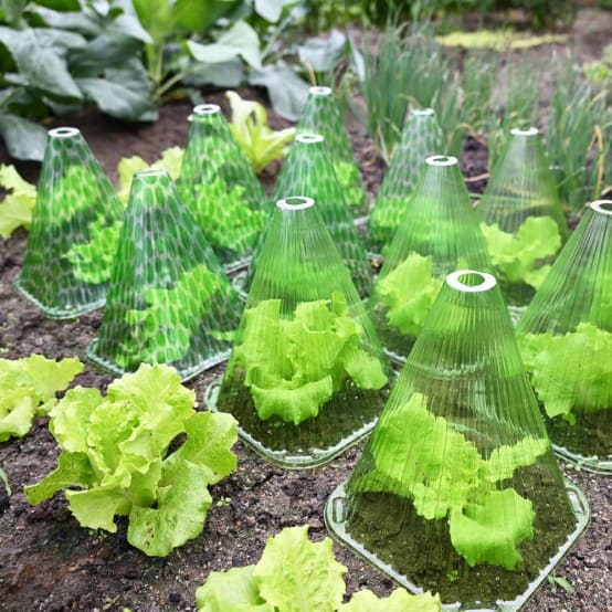 Cloche De Jardin Plastique Transparente - Achat En Ligne