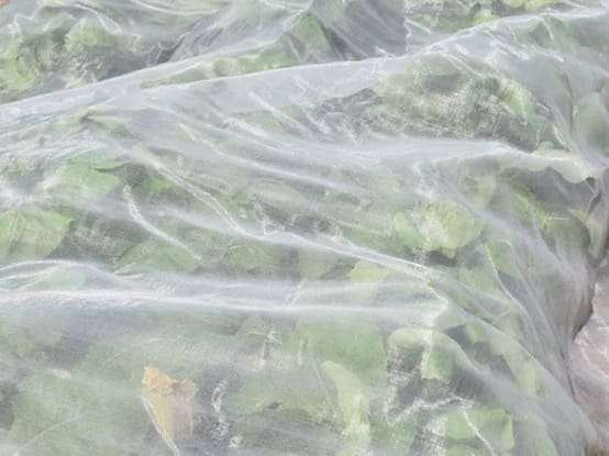 Filet Anti-insectes 45gr/m² - Spécial Altise 8.8m X 5m Cristal