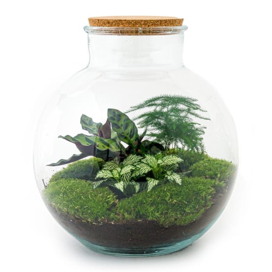 Kit Terrarium DIY BAOBAB La Green Touch Jardiland