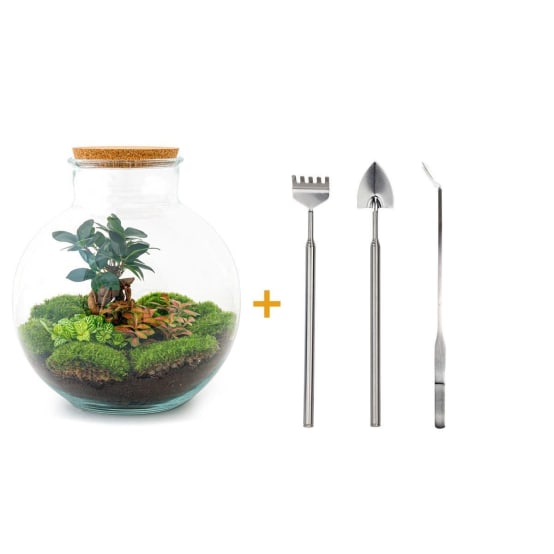 Kit Terrarium DIY BAOBAB La Green Touch Jardiland