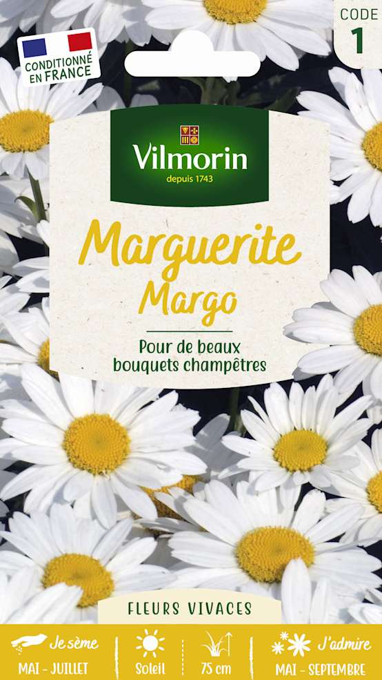 Graines chrysanthème grande marguerite margo VILMORIN Jardiland