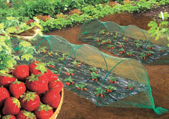 Maille Légumes Fruits Filet Protection Jardin 2.5x7.5m - Anti-insectes Oiseaux - Polyéthylène Vert Filet Anti-oiseaux Jardin