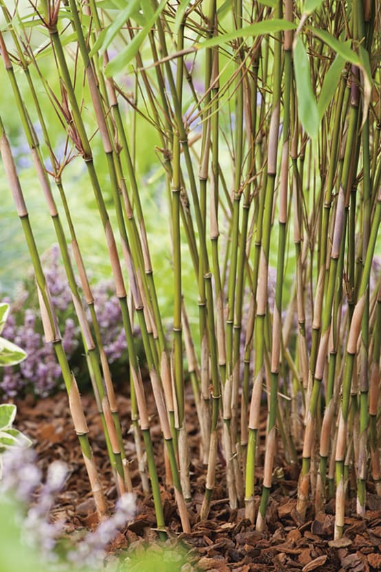 Bambou Parapluie 'Rufa' - Image 2