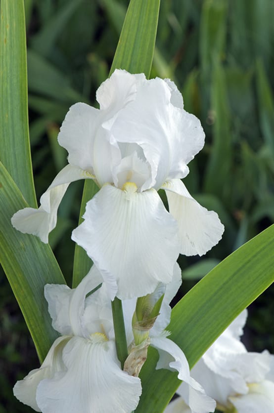 Iris des jardins glacier blanc