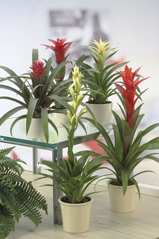 Guzmania - Jardiland