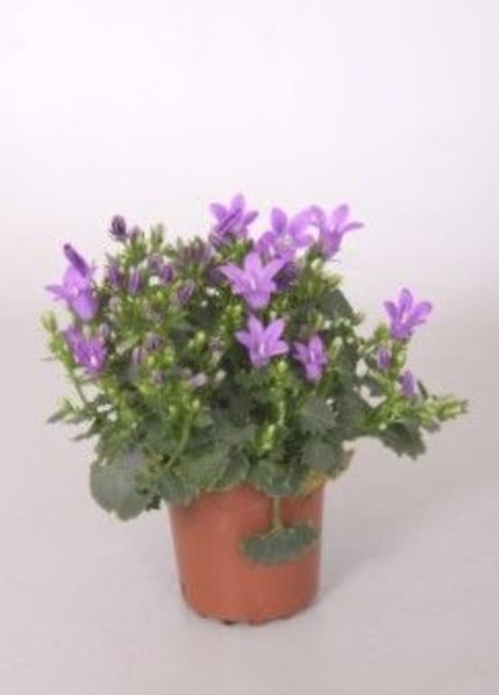 Campanule 'Get Mee®' bleu Jardiland