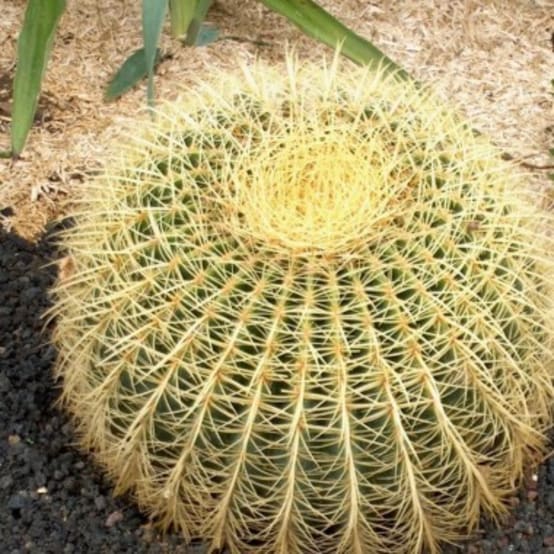 Cojín de suegra, Cactus erizo Jardiland