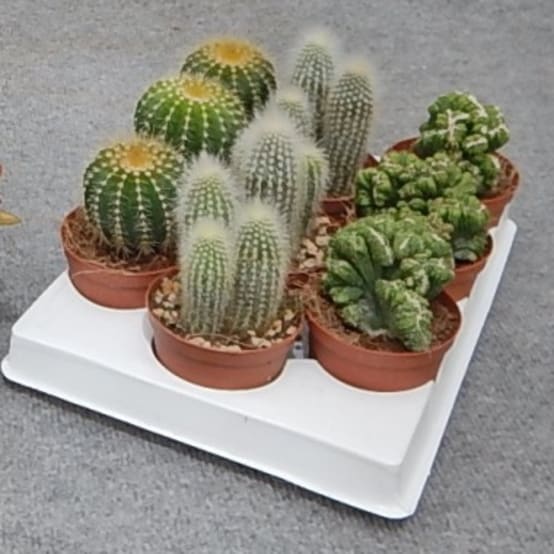 Cactus : variétés, plantation, entretien et association - Jardiland
