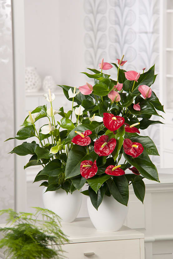 Anthurium, langue de feu Jardiland
