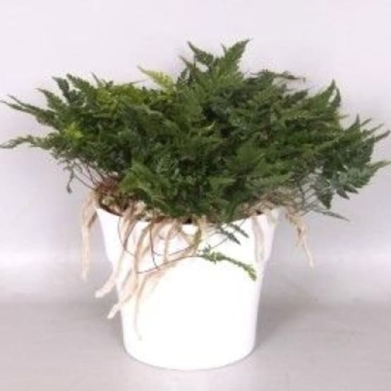 Fougère patte de lapin Tyermanni Jardiland