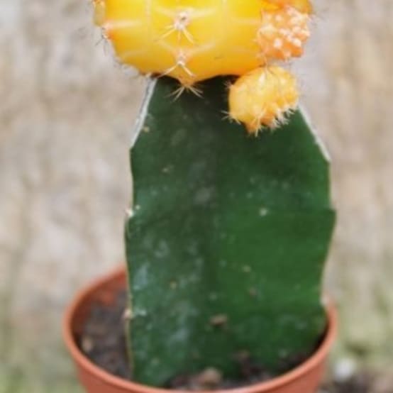 Comment entretenir un cactus en extérieur ? - Jardiland