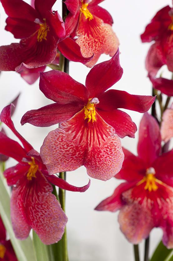 Orchidée Cambria Nelly 65cm, Livraison plantes d'intérieur