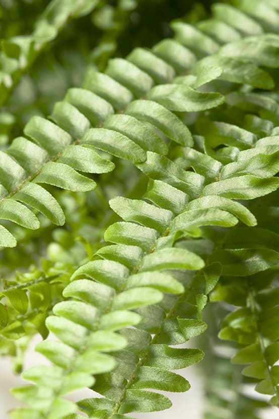 Fougère de Boston &amp;#39;Green Lady&amp;#39; - Jardiland