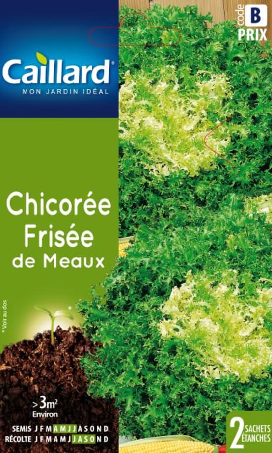 Chicorée Frisée de Meaux Caillard - Jardiland