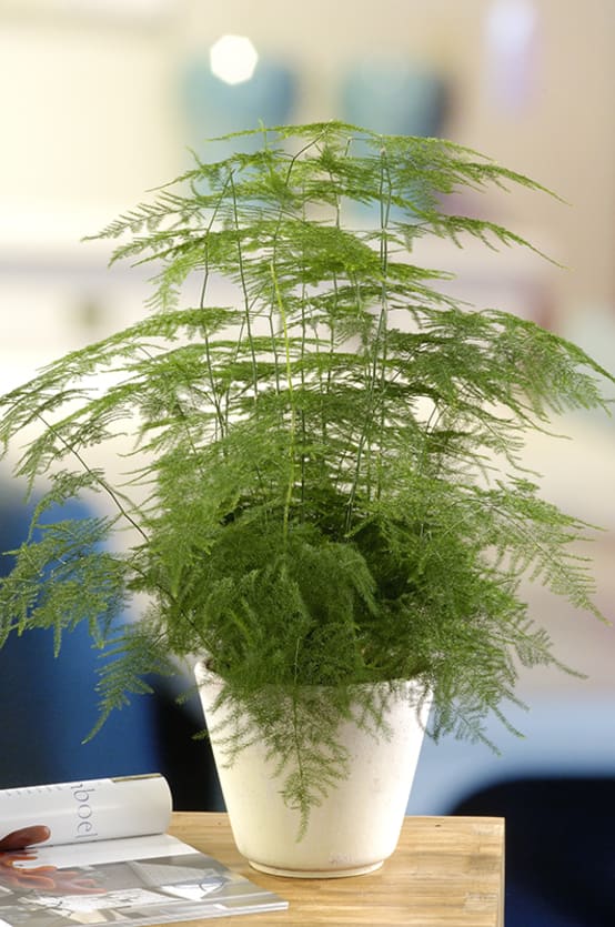 Asparagus 'Plumosus' Jardiland