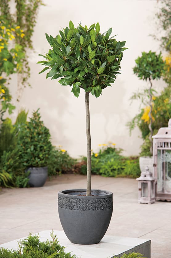 Laurier Sauce Jardiland