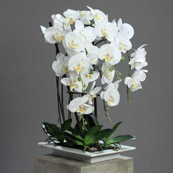 Orchidée phalaenopsis artificielle crème en coupe H.62 cm - Jardiland