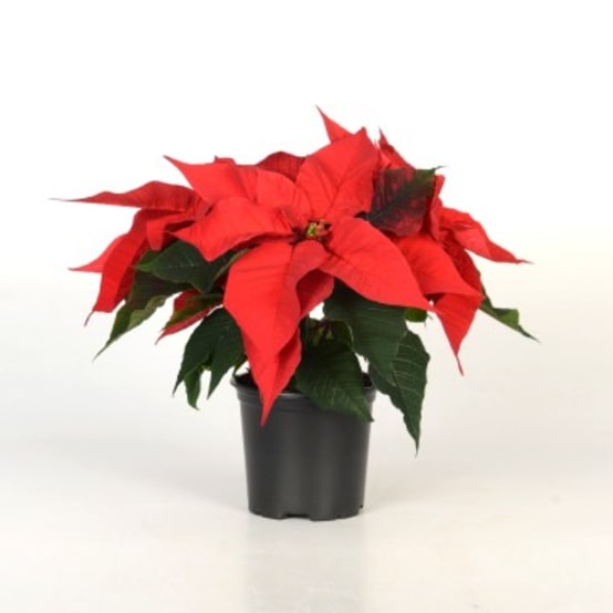Poinsettia cuivre décoration de Noël étoile grillage étoile de l