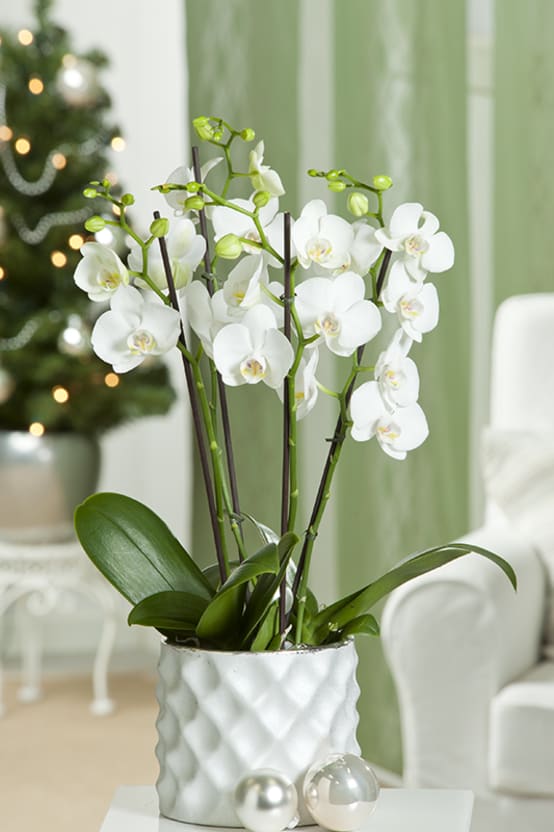 Orchidées artificielles pot vert et or 80cm