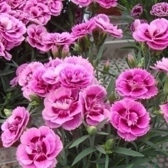 Œillet des fleuristes rose : godet vert