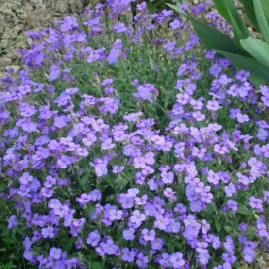 Aubriète - Jardiland