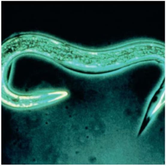 Nematodos Anti Babosas Phasmarhabditis hermaphrodita caja de 12 ...