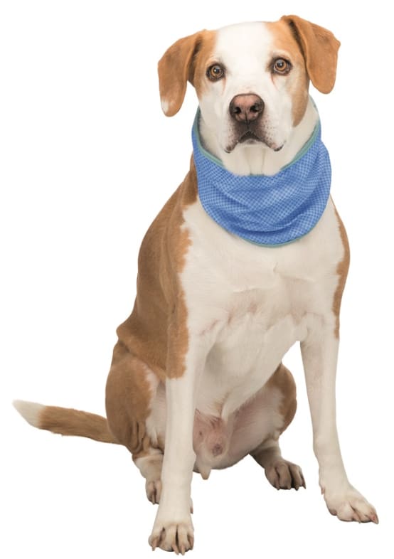 Bandana Chien Refroidissement, Collier Rafraichissant Pour Chien, Bandana D'été Pour Chien, Foulard Chien Rafraîchissant, Collier Bandana Chien Pour L'été