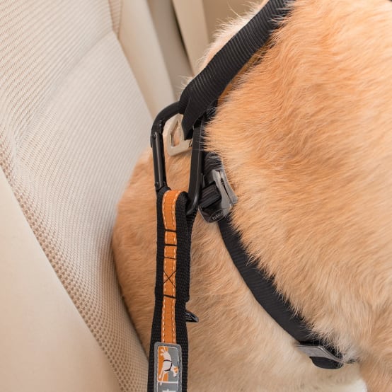 Harnais chien voiture et ceinture de sécurité orange