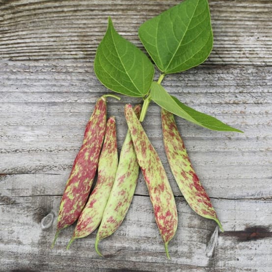Haricots Nain Big Borlotto Bio LA FERME DE SAINTE MARTHE Jardiland
