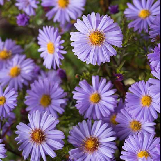 Aster Nain 'Lady In Blue' Godet De 8/9 Cm