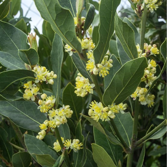 Laurier sauce POT 10X10CM Jardiland