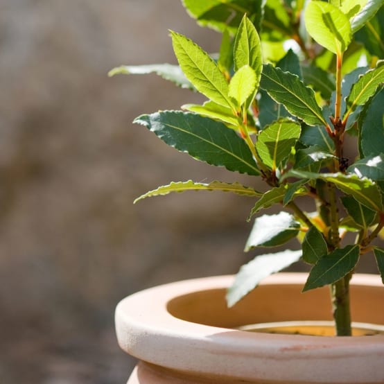 Laurier sauce POT 10X10CM Jardiland