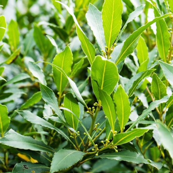 Laurier sauce POT 10X10CM Jardiland